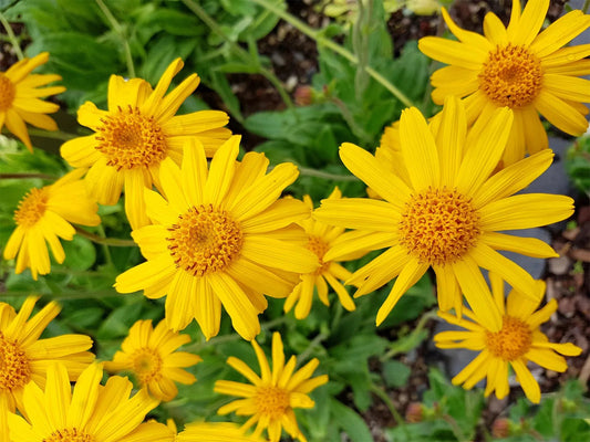 Why we choose arnica as our carrier oil. - Zivai
