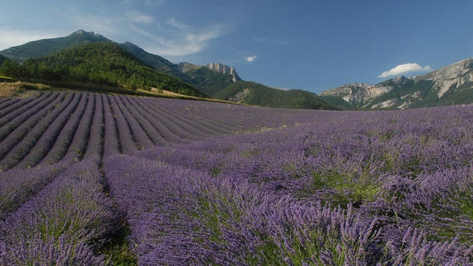 Why we chose to use Lavender in both our Lavender Luxury and Mint Miracles - Zivai