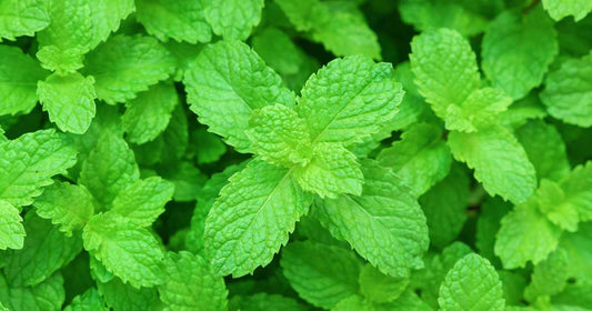 Why we chose to use Peppermint in our Mint Miracles Blend - Zivai