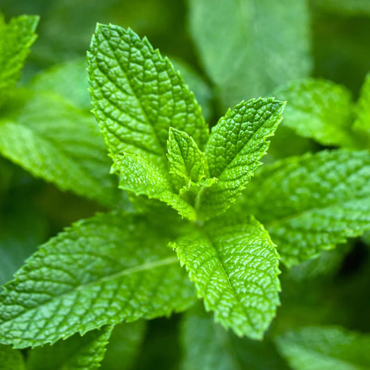 Why we chose to add Spearmint to our Mint Miracles Blend - Zivai